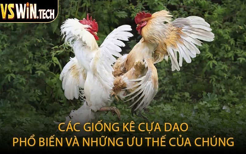 Các Giống Kê Cựa Dao Phổ Biến Và Những Ưu Thế Của Chúng